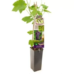 Vitis vinifera 'Boskoop Glorie' (Druif) fruitplant 60cm