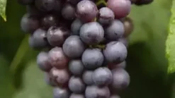 Vitis vinifera 'Boskoop Glorie' (Druif) fruitplant 60cm