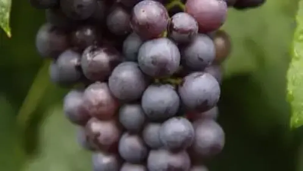 Vitis vinifera 'Boskoop Glorie' (Druif) fruitplant 60cm