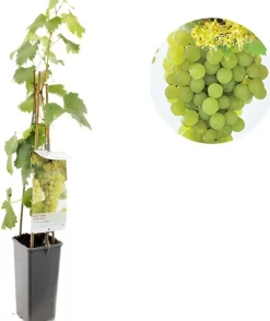 Vitis vinifera 'Fanny' (Druif) fruitplant 60cm