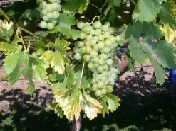 Vitis vinifera 'Fanny' (Druif) fruitplant 60cm