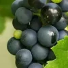 Vitis vinifera 'Frankenthaler' (Druif) fruitplant 60cm