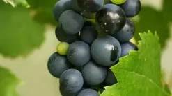 Vitis vinifera 'Frankenthaler' (Druif) fruitplant 60cm