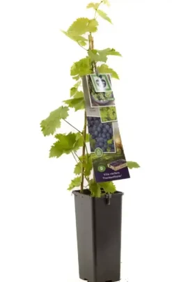 Vitis vinifera 'Frankenthaler' (Druif) fruitplant 60cm