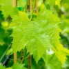 Vitis vinifera 'Muscat Blue' (Druif) fruitplant 60cm