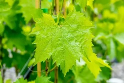 Vitis vinifera 'Muscat Blue' (Druif) fruitplant 60cm