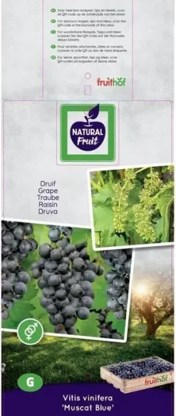 Vitis vinifera 'Muscat Blue' (Druif) fruitplant 60cm