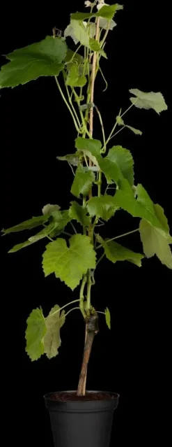 Vitis vinifera 'Muscat Blue' (Druif) fruitplant 60cm