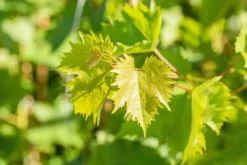 Vitis vinifera 'Muscat Blue' (Druif) fruitplant 60cm