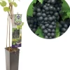 Vitis vinifera 'Regent' (Druif) fruitplant 60cm
