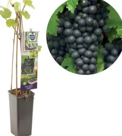Vitis vinifera 'Regent' (Druif) fruitplant 60cm