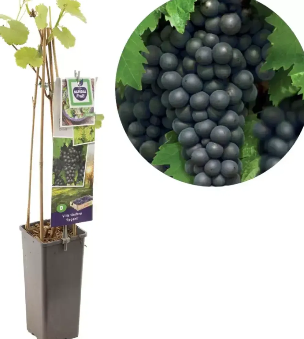 Vitis vinifera 'Regent' (Druif) fruitplant 60cm