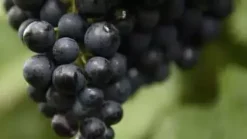 Vitis vinifera 'Regent' (Druif) fruitplant 60cm