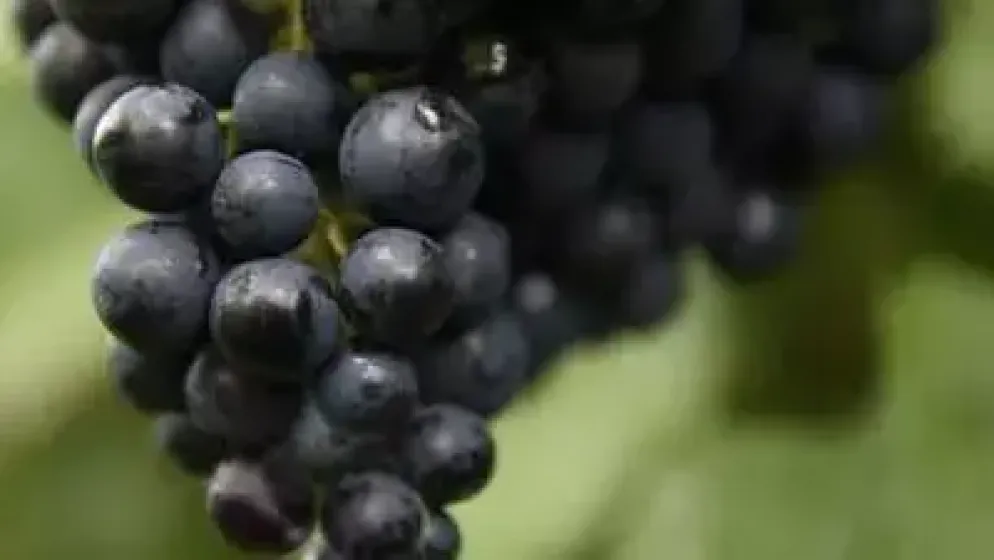 Vitis vinifera 'Regent' (Druif) fruitplant 60cm