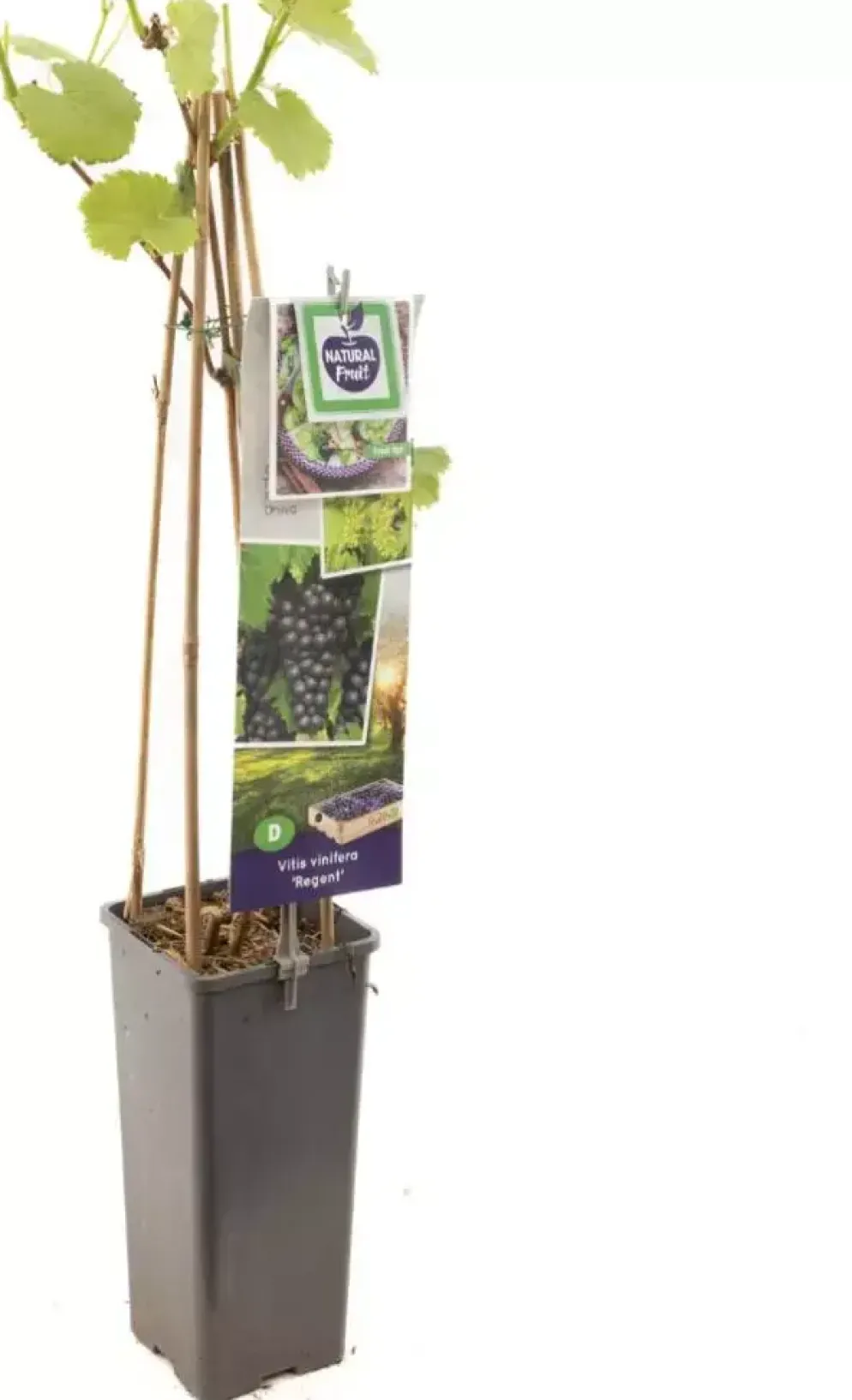 Vitis vinifera 'Regent' (Druif) fruitplant 60cm