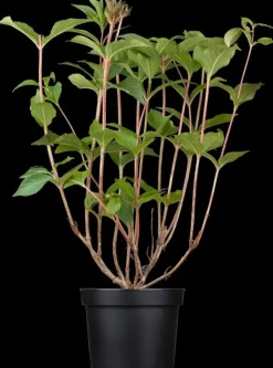 Weigela 'Bristol Ruby'® (Weigela 'Bristol Ruby®')