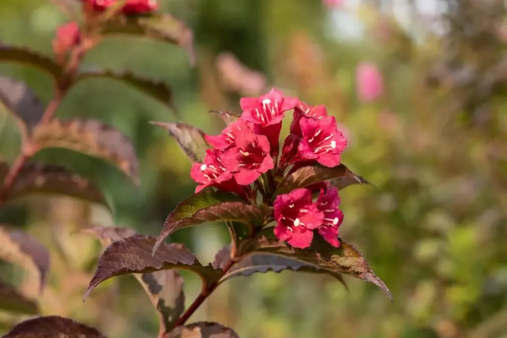 Weigela 'Bristol Ruby'® (Weigela 'Bristol Ruby®')