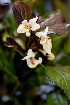 Weigela florida 'Ebony & Ivory'® (Weigelia 'Ebony & Ivory')