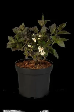 Weigela florida 'Ebony & Ivory'® (Weigelia 'Ebony & Ivory')
