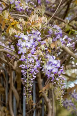Wisteria (Blauweregen)