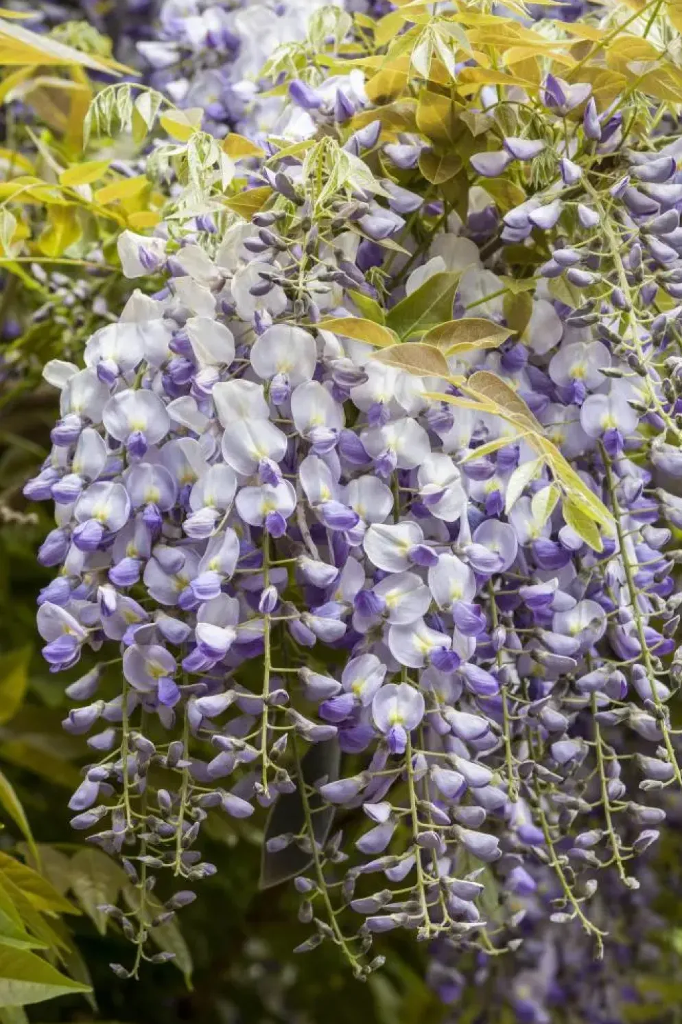 Wisteria (Blauweregen)