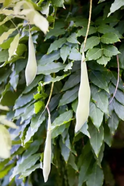 Wisteria (Blauweregen)