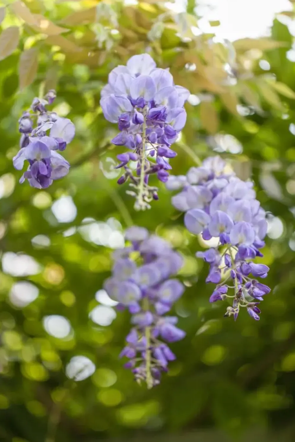 Wisteria (Blauweregen)