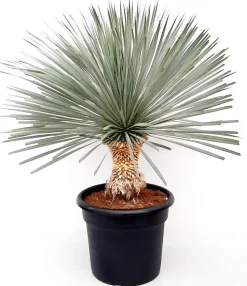 Yucca glo. lone star p50 h100