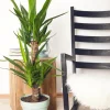 Yucca (Palmlelie)