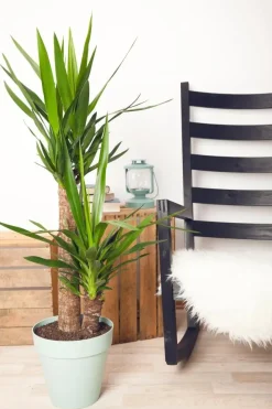 Yucca (Palmlelie)
