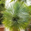 Yucca rostrata (Palmlelie) 110 cm