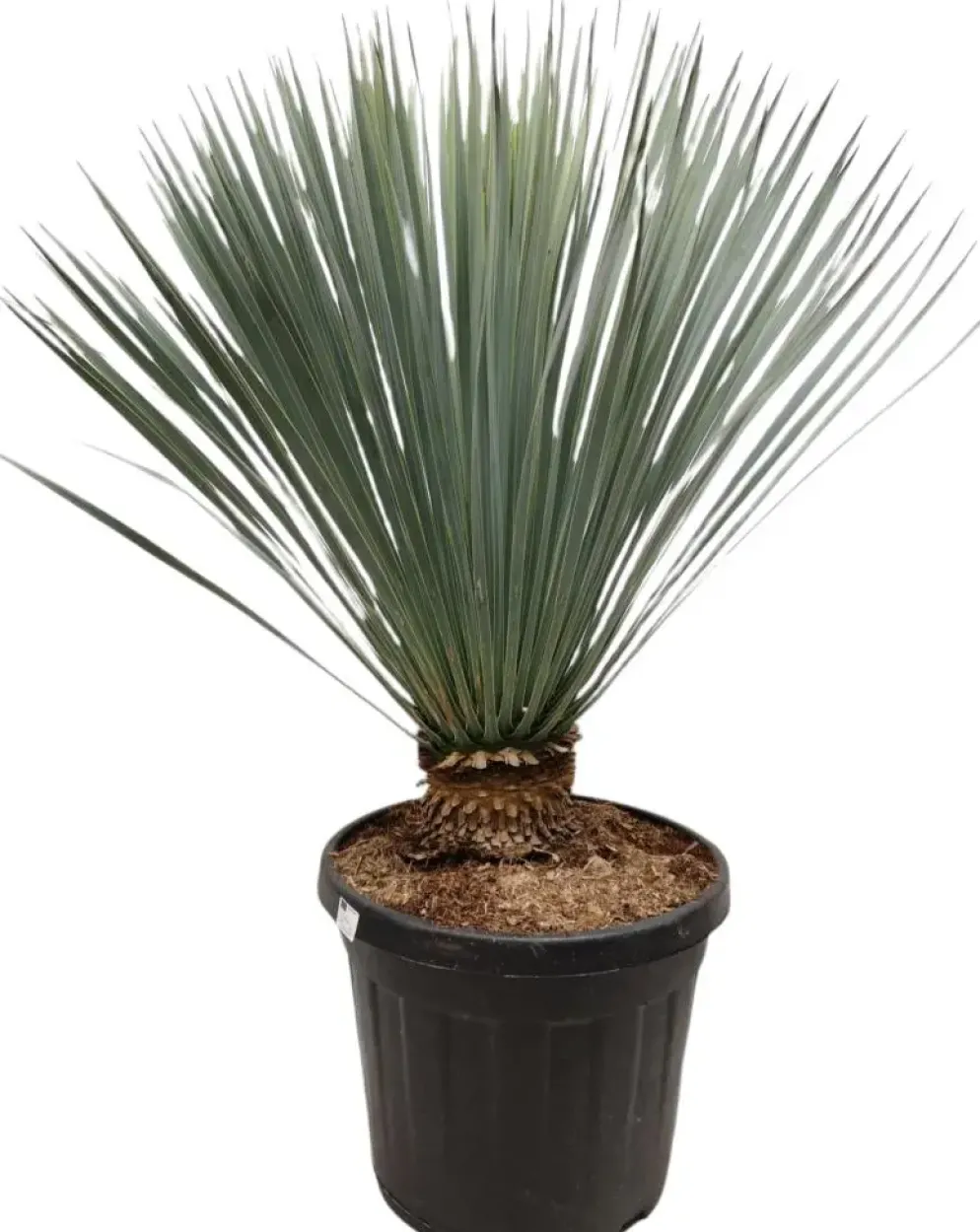 Yucca rostrata (Palmlelie) 110 cm