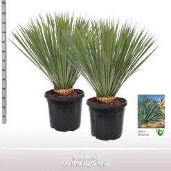 Yucca rostrata (Palmlelie) 110 cm