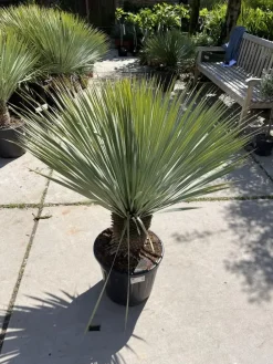 Yucca rostrata (Palmlelie) 110cm