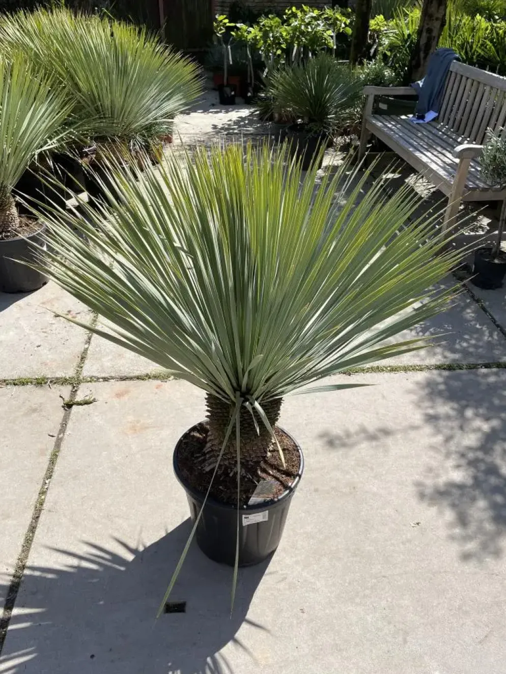 Yucca rostrata (Palmlelie) 110cm
