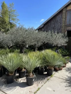Yucca rostrata (Palmlelie) 110cm