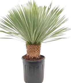 Yucca rostrata (Palmlelie) 110cm