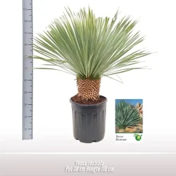 Yucca rostrata (Palmlelie) 110cm