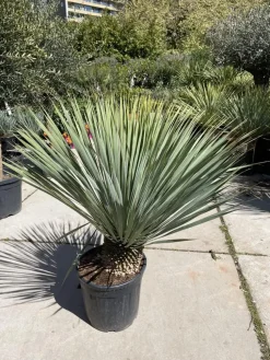 Yucca rostrata (Palmlelie) 110cm