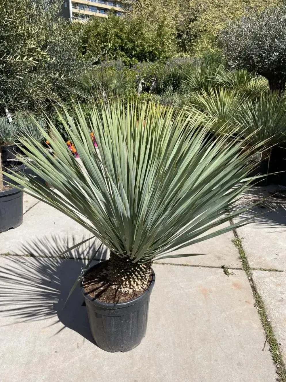 Yucca rostrata (Palmlelie) 110cm