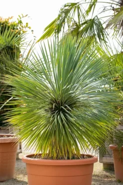 Yucca rostrata (Palmlelie) 110cm