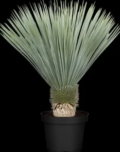 Yucca rostrata (Palmlelie) 130cm