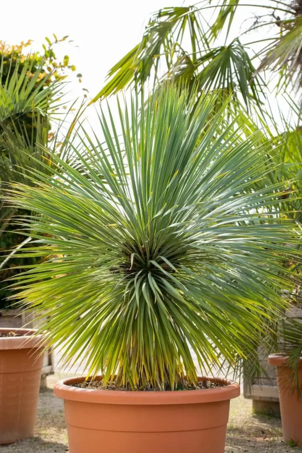 Yucca rostrata (Palmlelie) 130cm